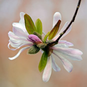 ange-magnolia-7-th