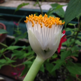 Haemanthus_flower