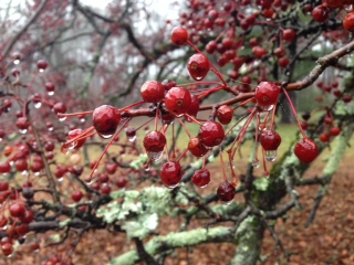 Malus_hupehensis_fruit