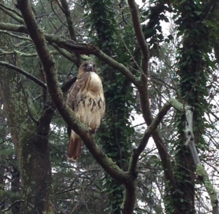 Red-tailed_Hawk