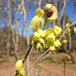Corylopsis_inflorescence-th