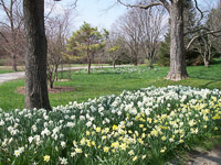 Daffodils_5-th
