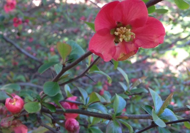 Chaenomeles japonica