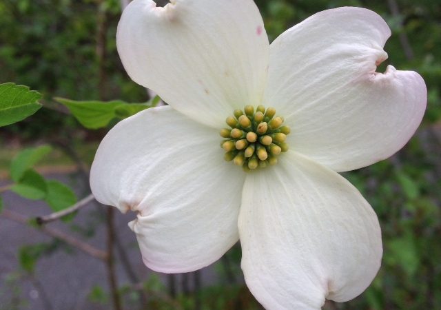 Dogwood, Cornus florida