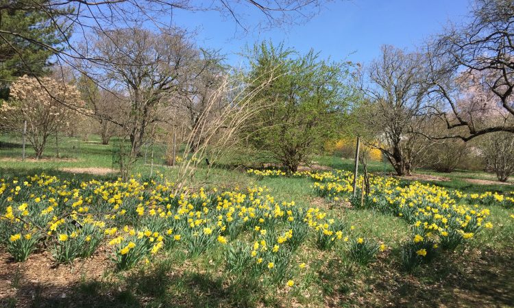 Daffodils in the meadows