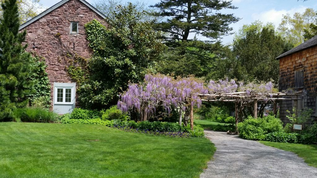 Wisteria Arbor by the Stone Barn