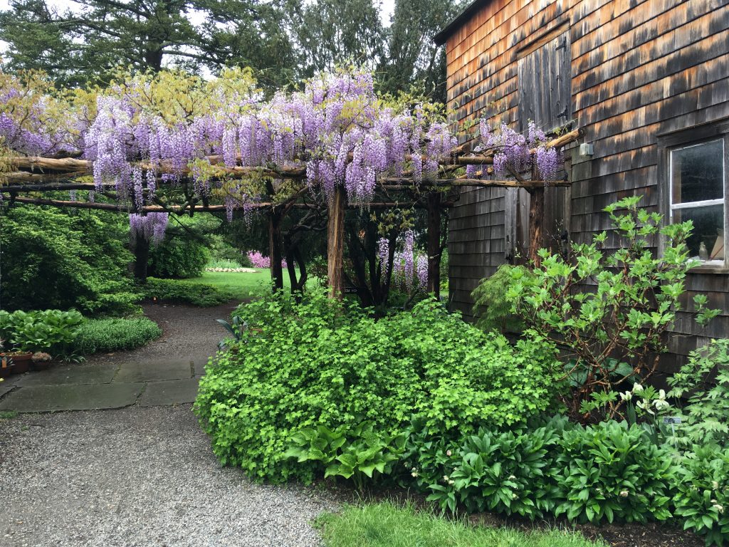 Wisteria