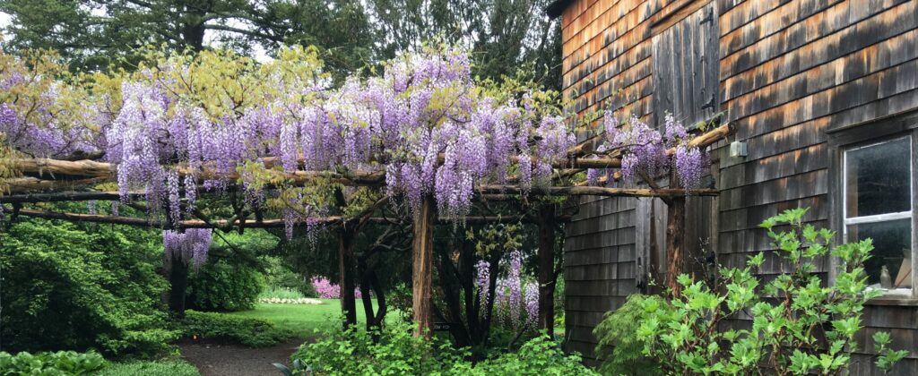 Wisteria