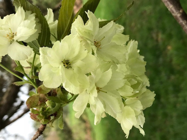 Prunus serrulata cv 'Asagi'